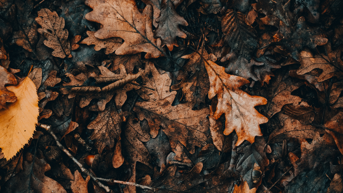 “冷える前に始める”が正解。秋こそ冷え対策のゴールデンタイム