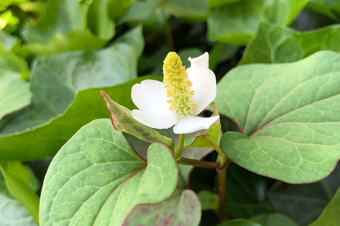 どくだみ-植物-お茶 waffle haramaki online store
