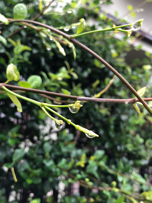 雨の日を楽しむ